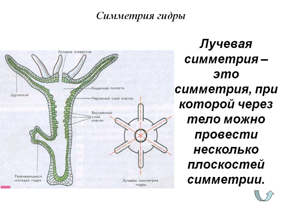 Кракен сайт закладок